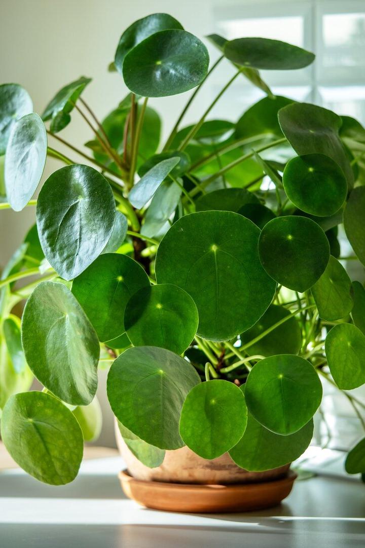 Die Topfpflanze Pilea peperomioides in einem Terrakotta-Topf in der Küche. 
