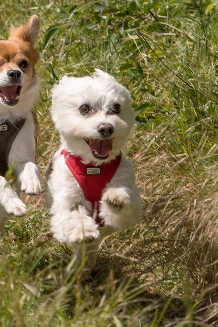 Hunde, Attacke, Quellenstraße, Favoriten