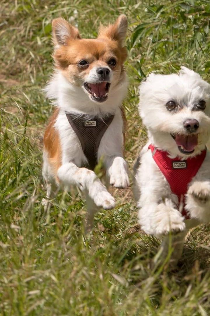 Hunde, Attacke, Quellenstraße, Favoriten