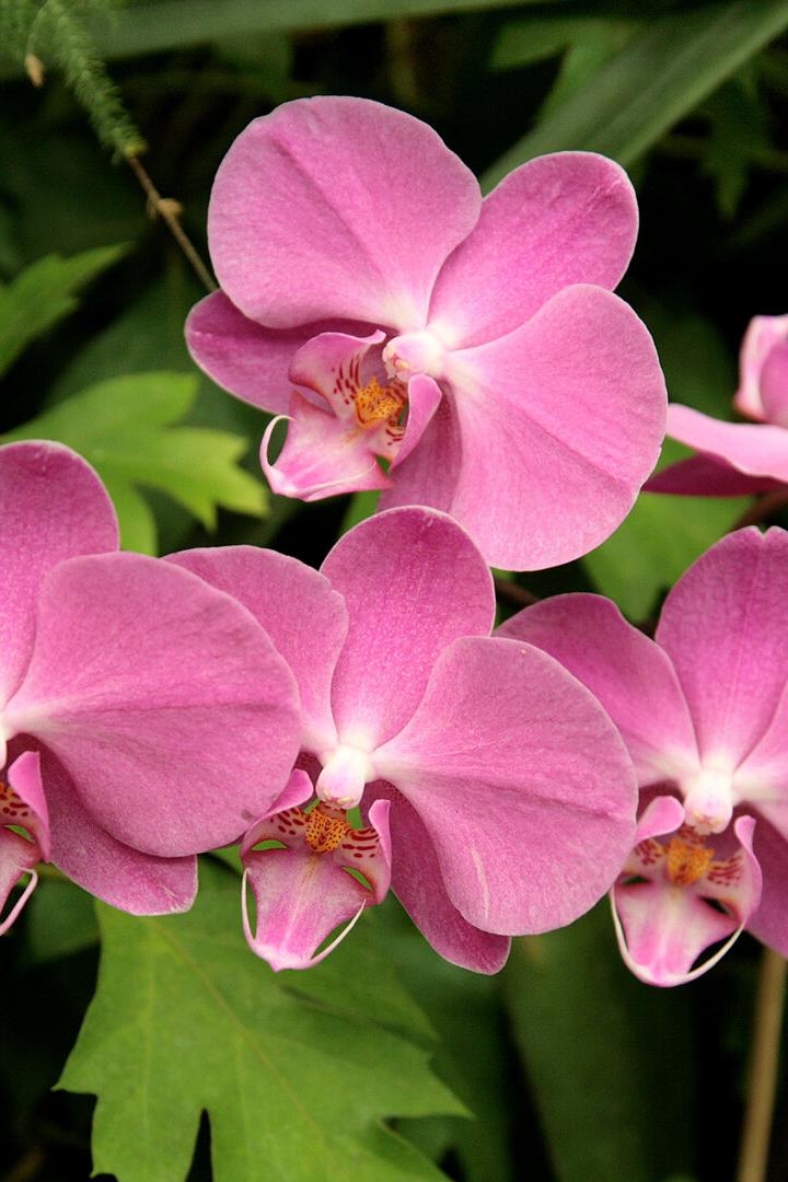 Mehrere rosa Orchideenblüten vor grünem Blattwerk.