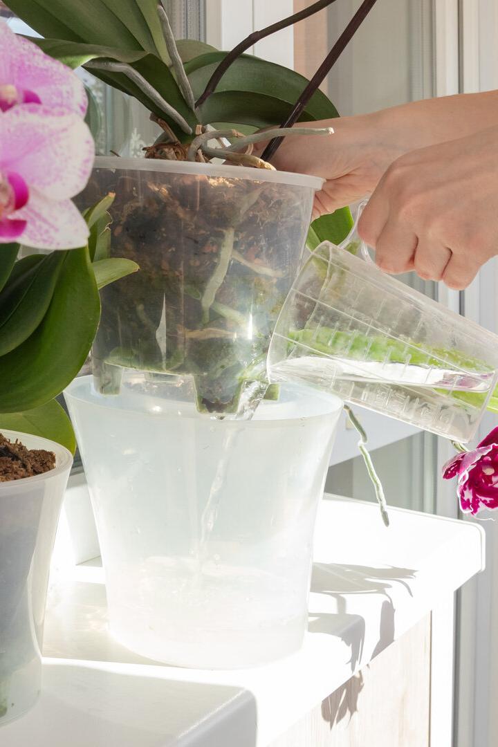 Eine Person tunkt Orchideen in durchsichtigen Töpfen auf einer Fensterbank mit einem Messbecher.