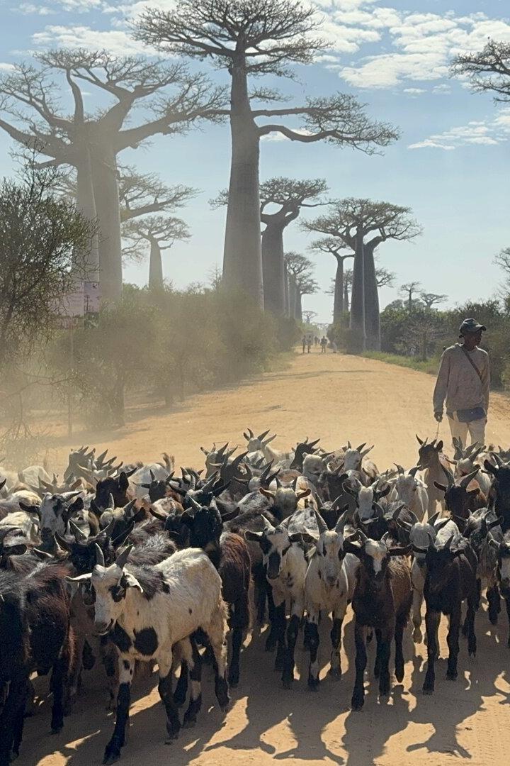 Eine große Ziegenherde wird von einer Person auf einer staubigen Straße zwischen Baobab-Bäumen geführt.