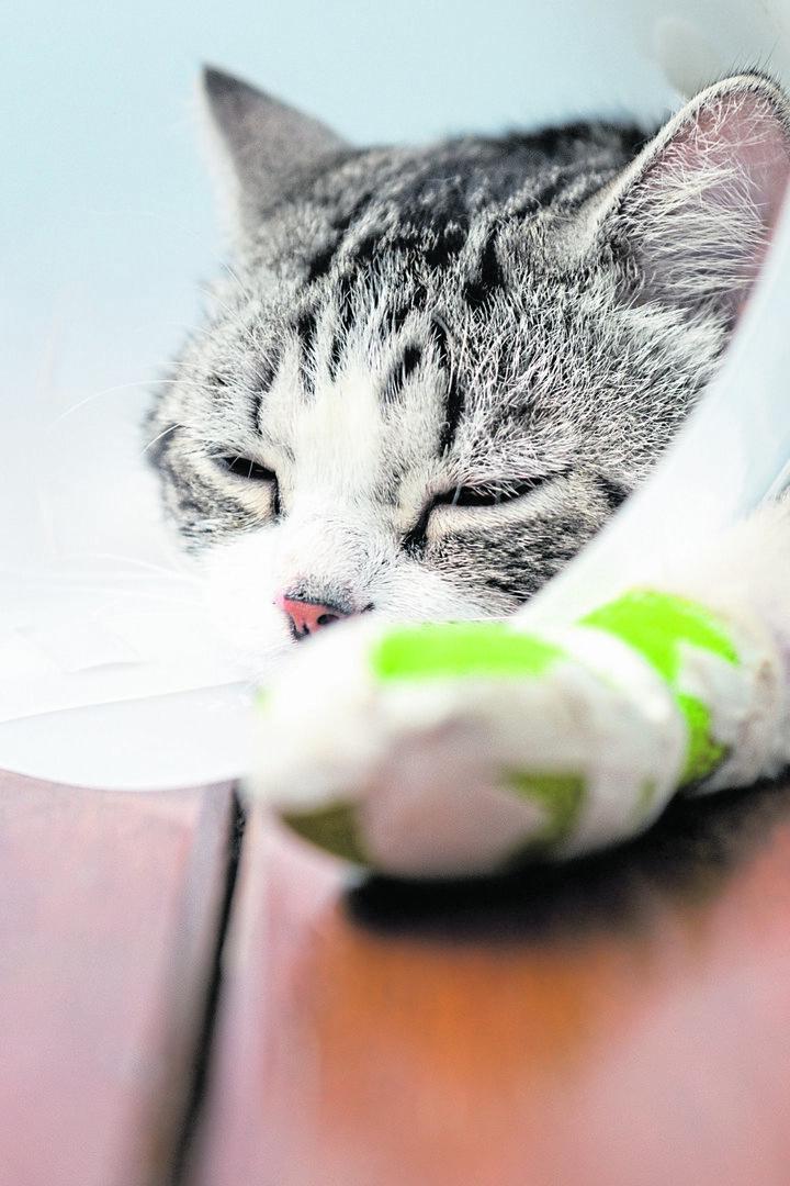 Eine Katze mit bandgiertem Vorderfuß und Schutztrichter liegt auf dem Boden.