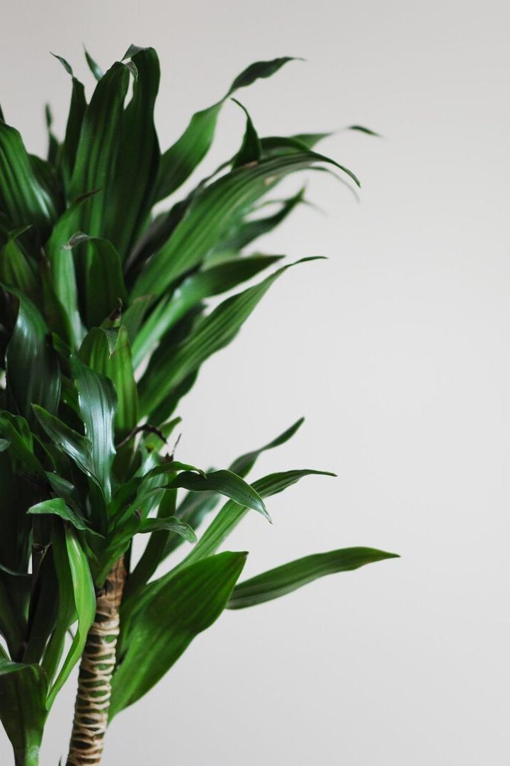 Close up of dracaena fragrans home plant. Minimal style design on empty white wall background. Empty place your text