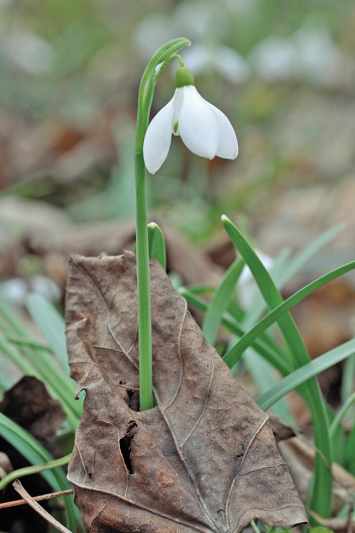 Ein Schneeglöckchen wächst durch ein trockenes, braunes Blatt am Boden.