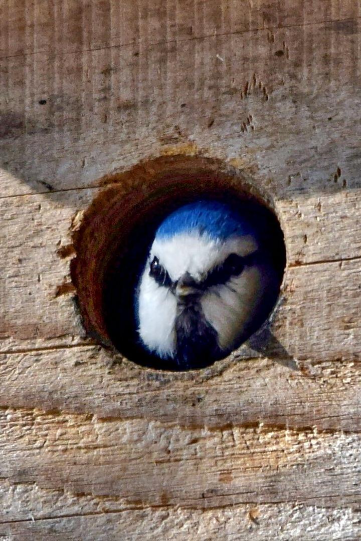 Eine Blaumeise schaut aud dem Nistkasten.