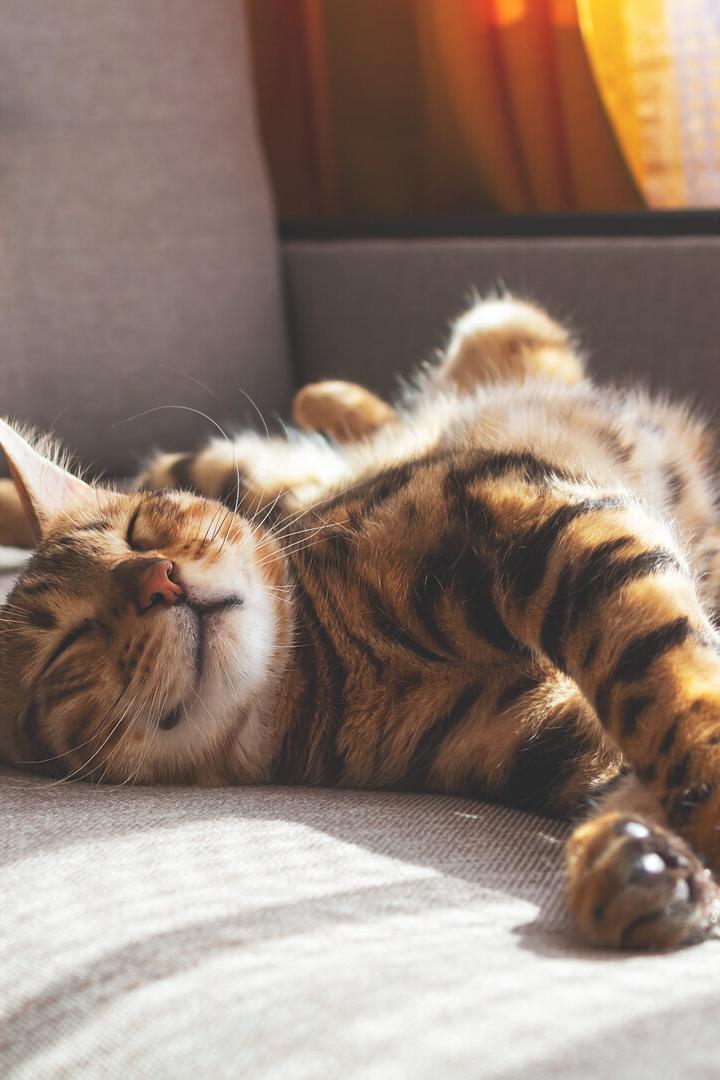 Eine Katze liegt auf dem Sofa und streckt genüsslich alle Pfoten von sich.