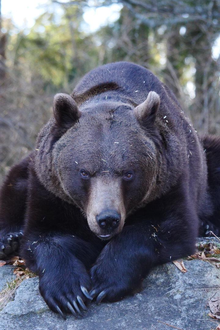Bär Erich wurde 2010 in Oberösterreich geboren und lebt seit 2015 in Arbesbach. 