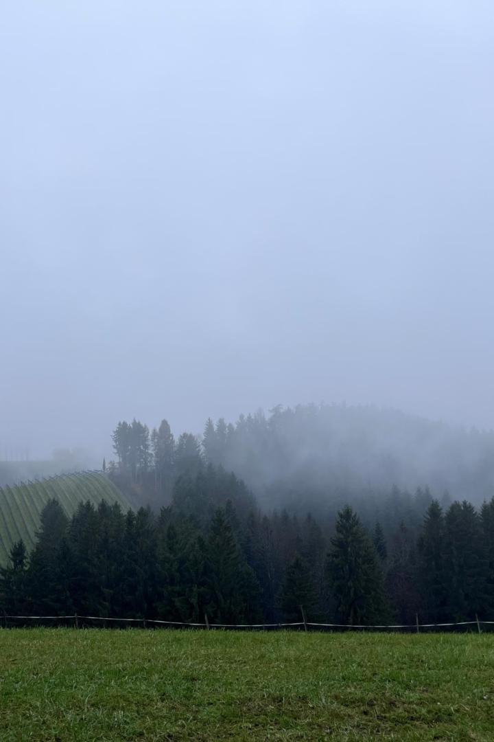 Die Hügel der Südsteiermark im Nebel