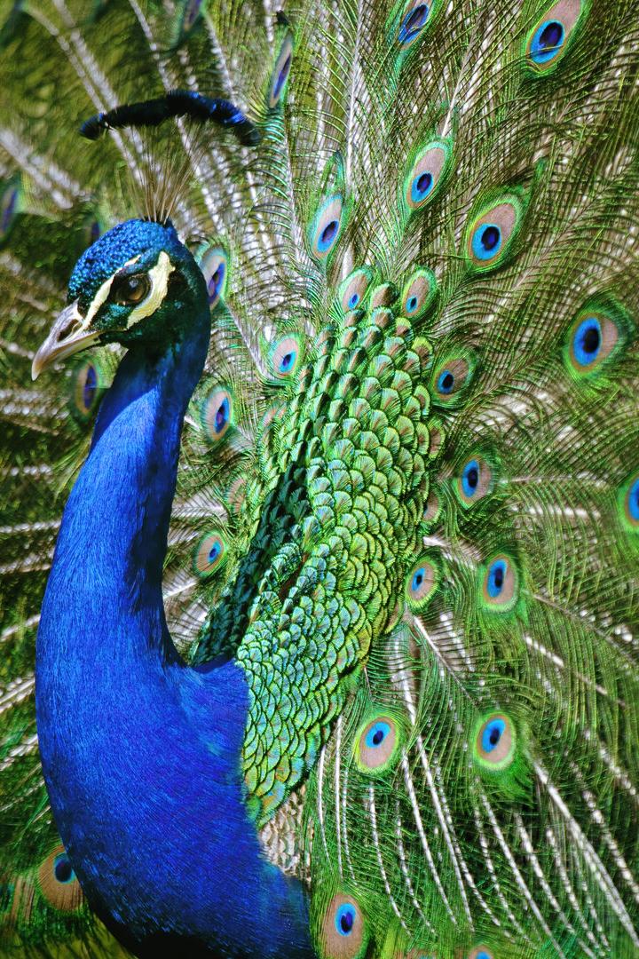 beautiful peacock shows its awesome feathers