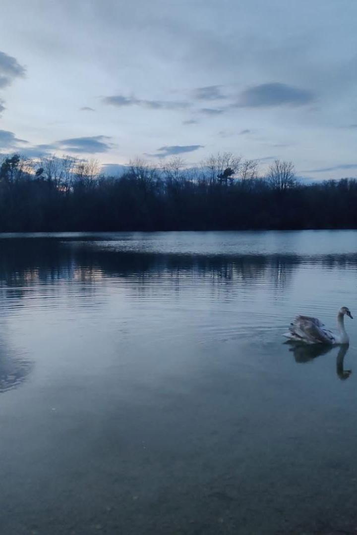 Ein Schwan schwimmt in der Donau.