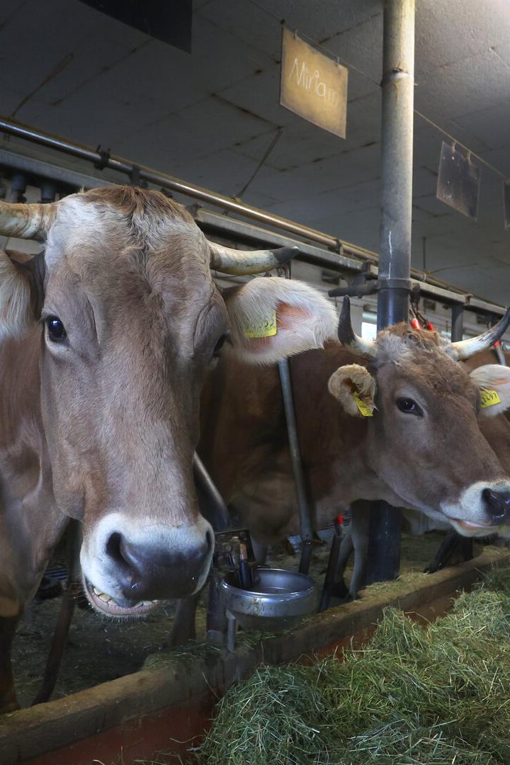 Kühe auf dem Bauernhof