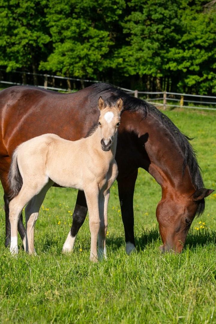 Pferde auf einer Weide