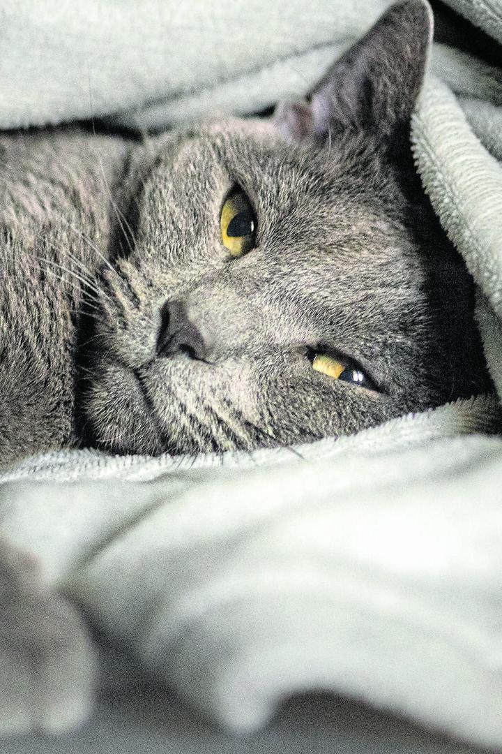 Eine graue Katze kuschelt sich in eine Decke.