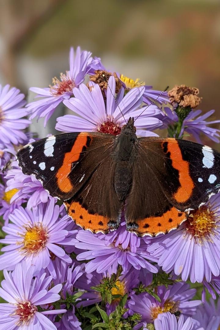 Ein braun-orange-weißer Schmetterling sitzt auf lila Blüten.