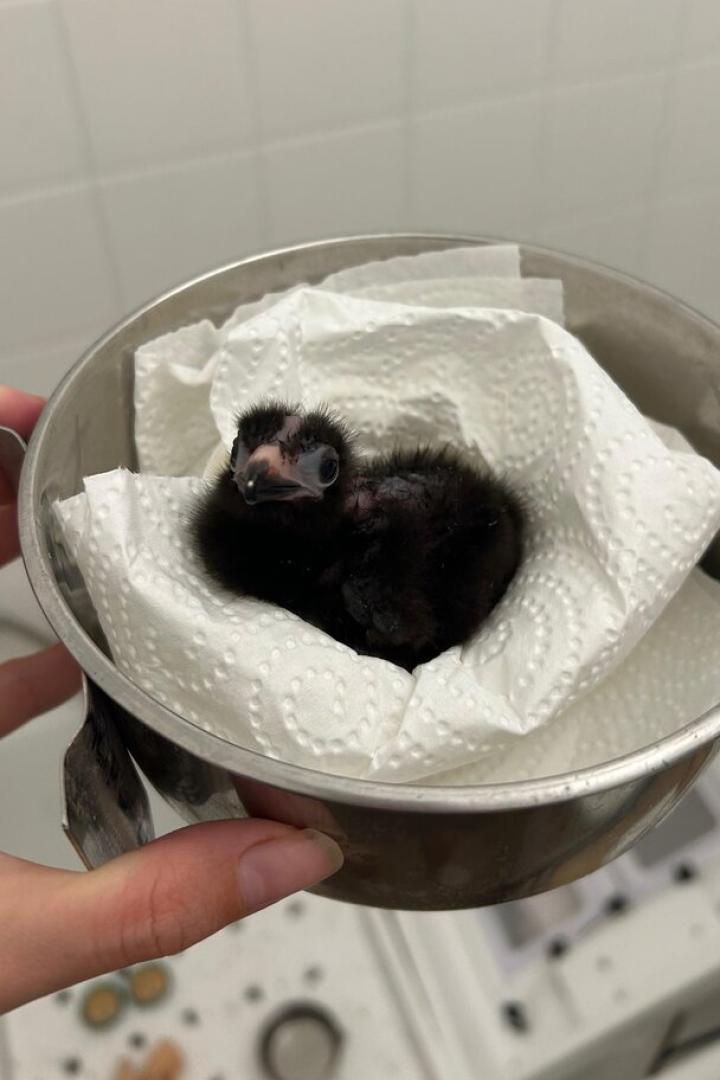 Weißohrturako als Küken