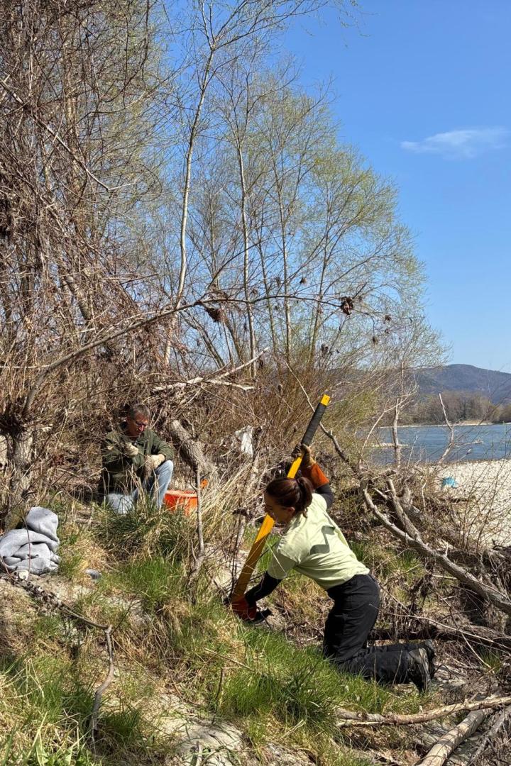 Zwei Personen auf einer Donauinsel in der Wachau versuchen mit Werkzeug invasive Pflanzenarten aus dem Boden zu bekommen.