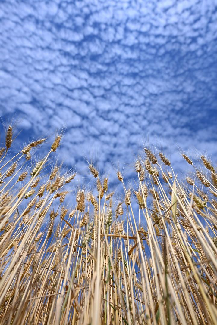 Goldene Weizenähren ragen in den blauen Himmel mit zarten Wolken.