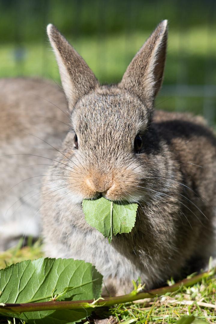 Zwei graue Kaninchen sitzen in der Wiese und fressen Blätter.