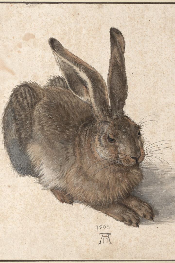 Ein brauner Hase sitzt mit aufgerichteten Ohren und blickt aufmerksam nach rechts.