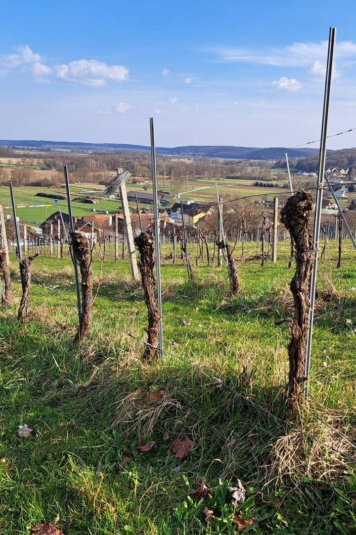Ein Weinberg mit Rebstöcken blickt auf ein Dorf unter blauem Himmel.