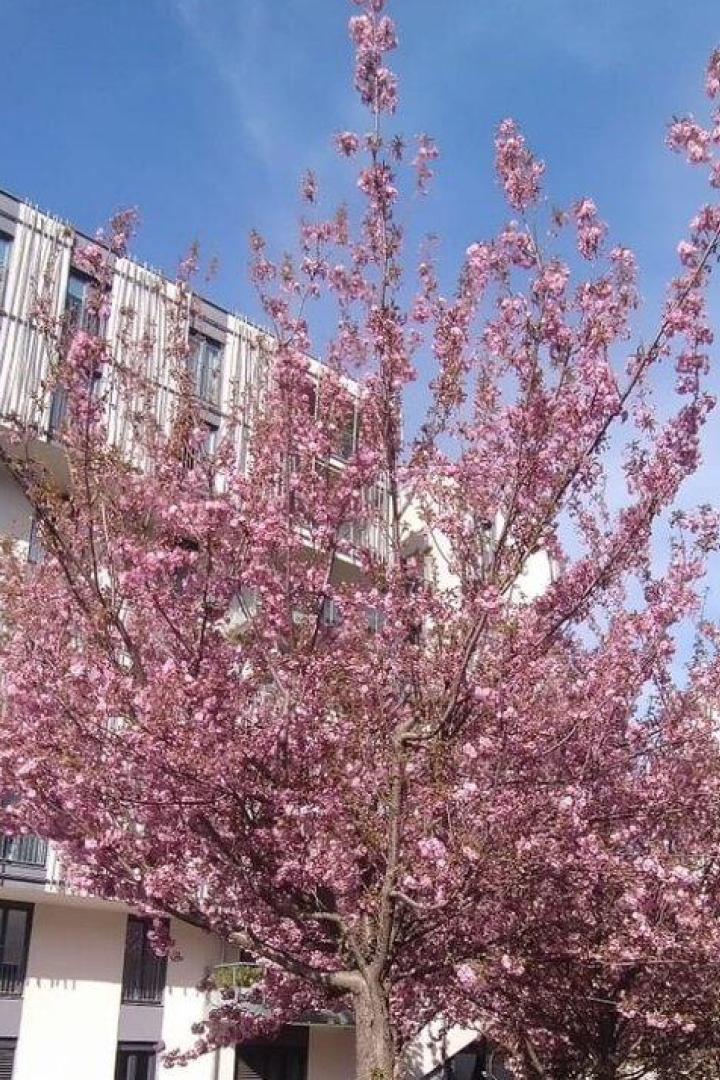 Blühender „Wohngarten Sensengasse“: Kirschblüte vor Wohnkomplex.