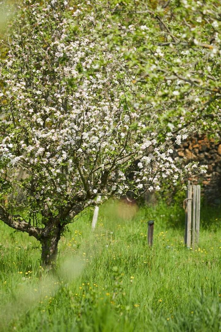Eine Streuobstwiese.