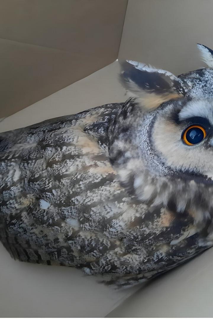Eine Eule mit auffälligen orangefarbenen Augen sitzt in einer Ecke eines Kartons.