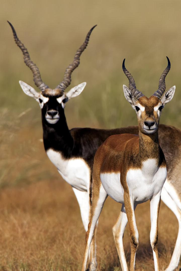 Blackbuck
