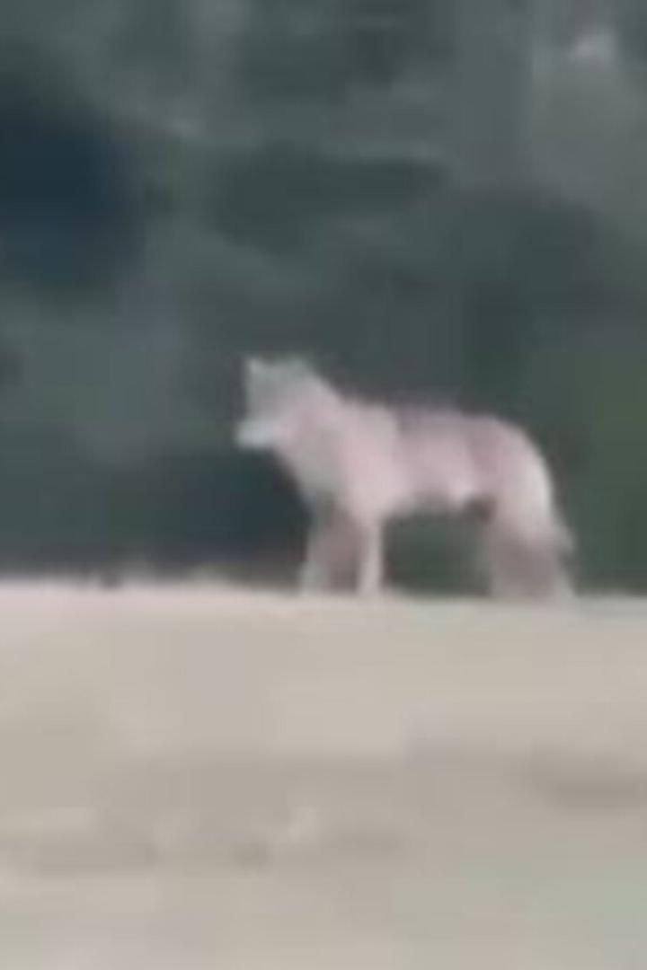 Ein Wolf steht auf einer Wiese vor einem unscharfen, dunklen Waldhintergrund.