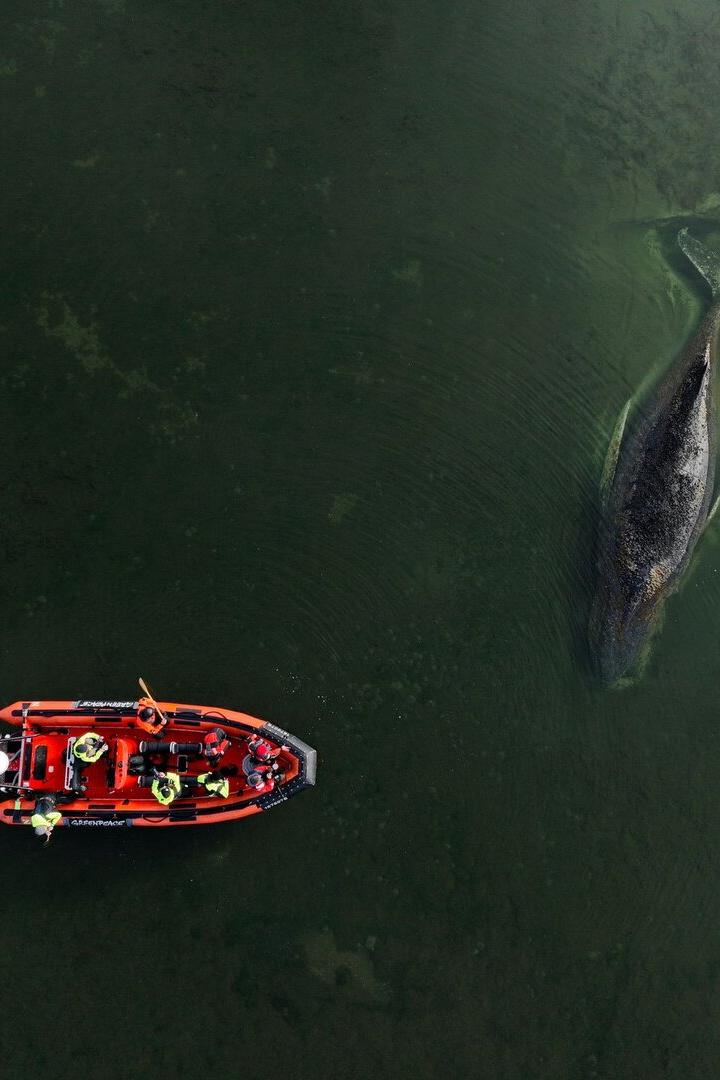 Buckelwal sitzt vor Insel Poel fest