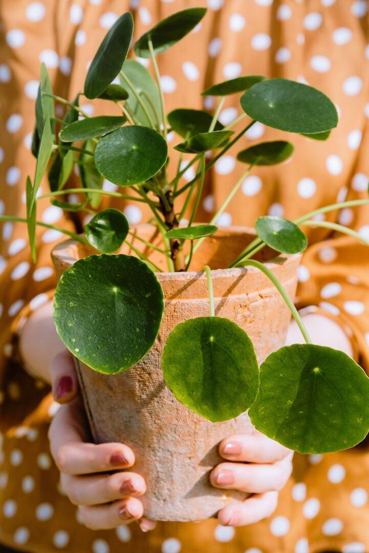Eine Frau hält eine Topfpflanze mit einer Pilea in den Händen