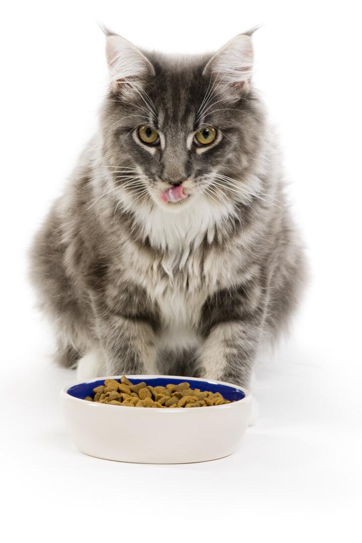 Eine grau-weiße Katze mit flauschigem Fell streckt die Zunge heraus.