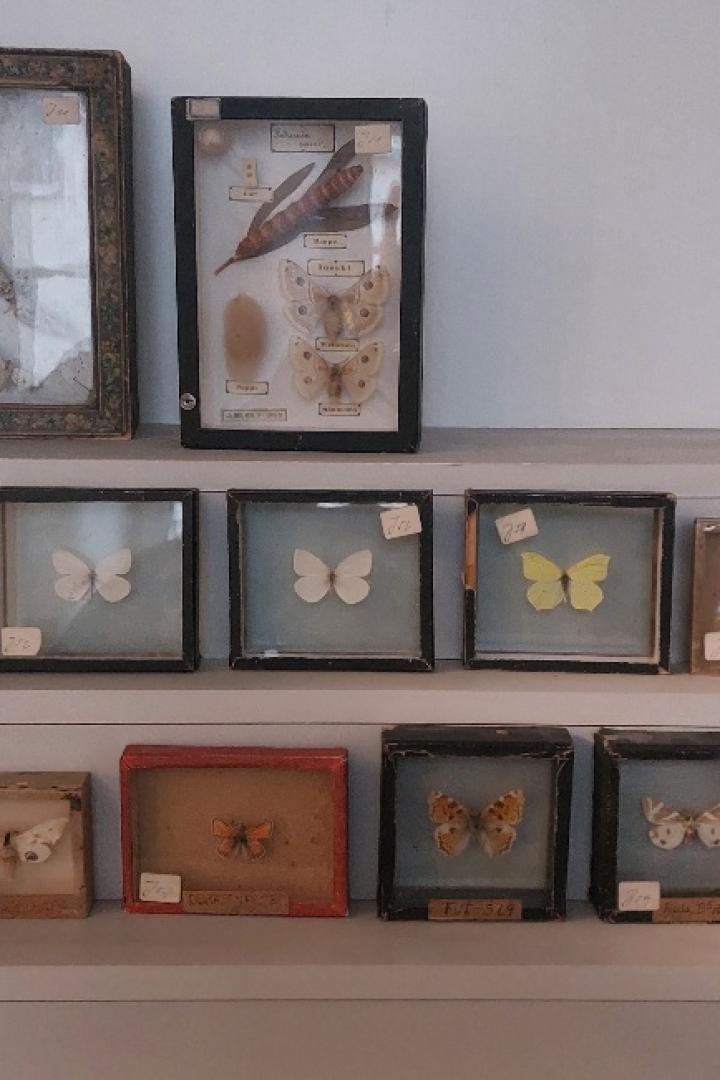 Diverse Schmetterlinge in mehreren Schaukästen aufgereiht.