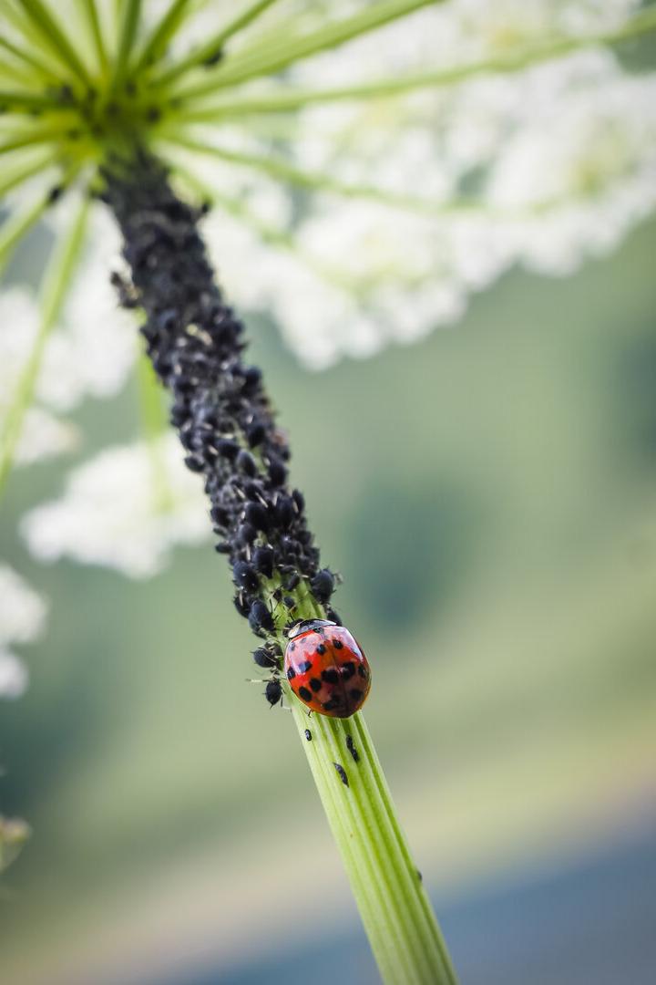 Ein Marienkäfer hält den Lausbefall auf dieser Pflanze in Schach. 