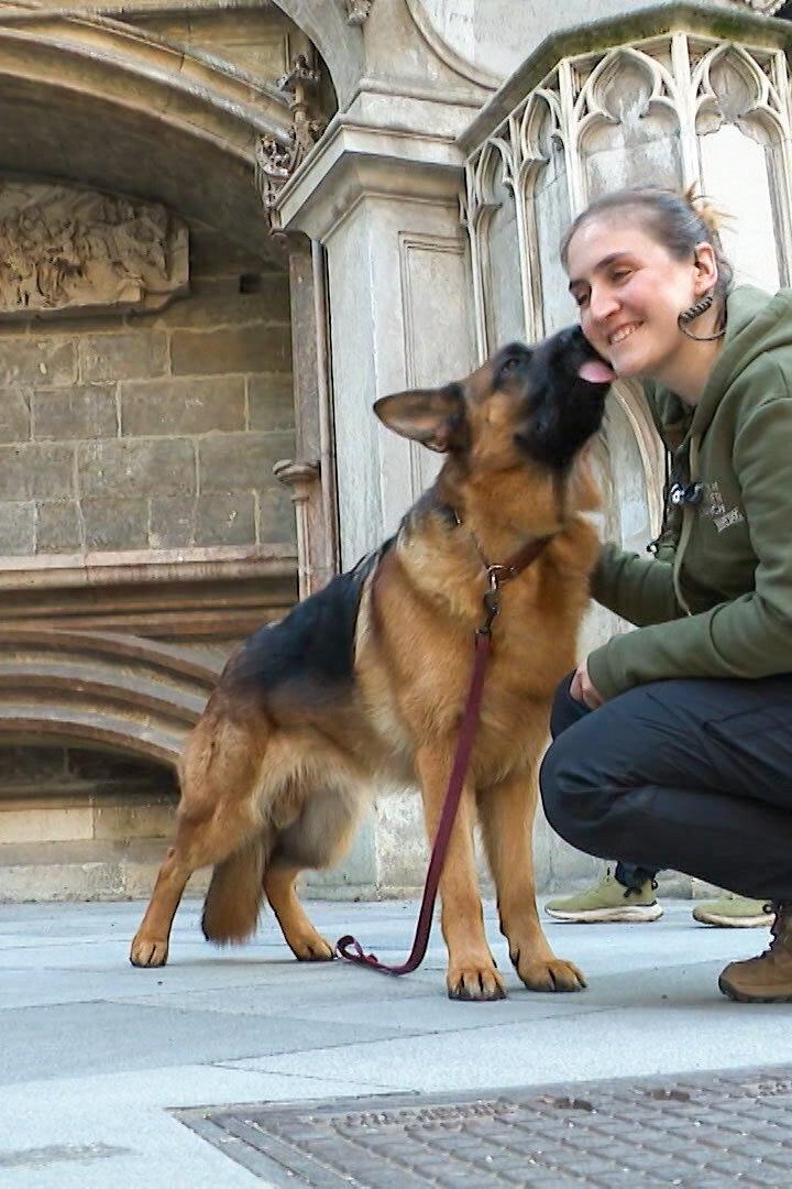 Fernsehgeschichte(n) Kommissar Rex