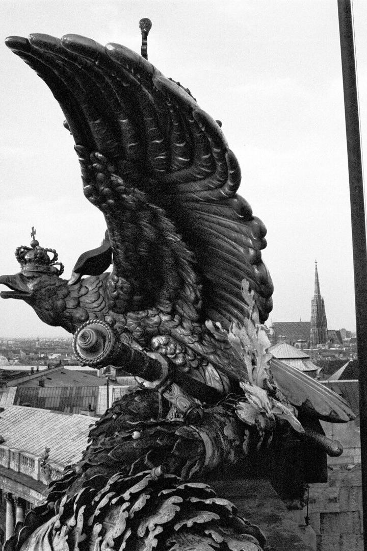 Adler auf der neuen Burg