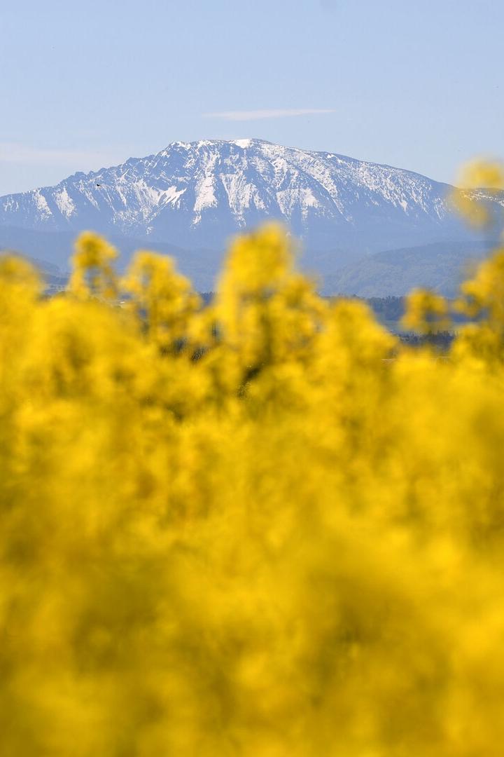 ++ THEMENBILD ++ RAPSFELD / RAPSBLÜTE / LANDWIRTSCHAFT / WETTER / FRÜHLING