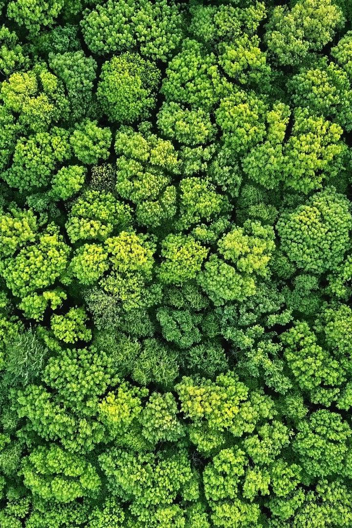 Blick auf einen dicht bewachsenen Wald von oben