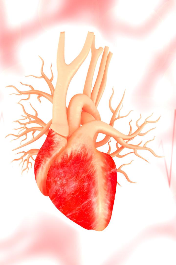 Ein anatomisches menschliches Herz mit sichtbaren Blutgefäßen und stilisiertem Herzschlag im Hintergrund.