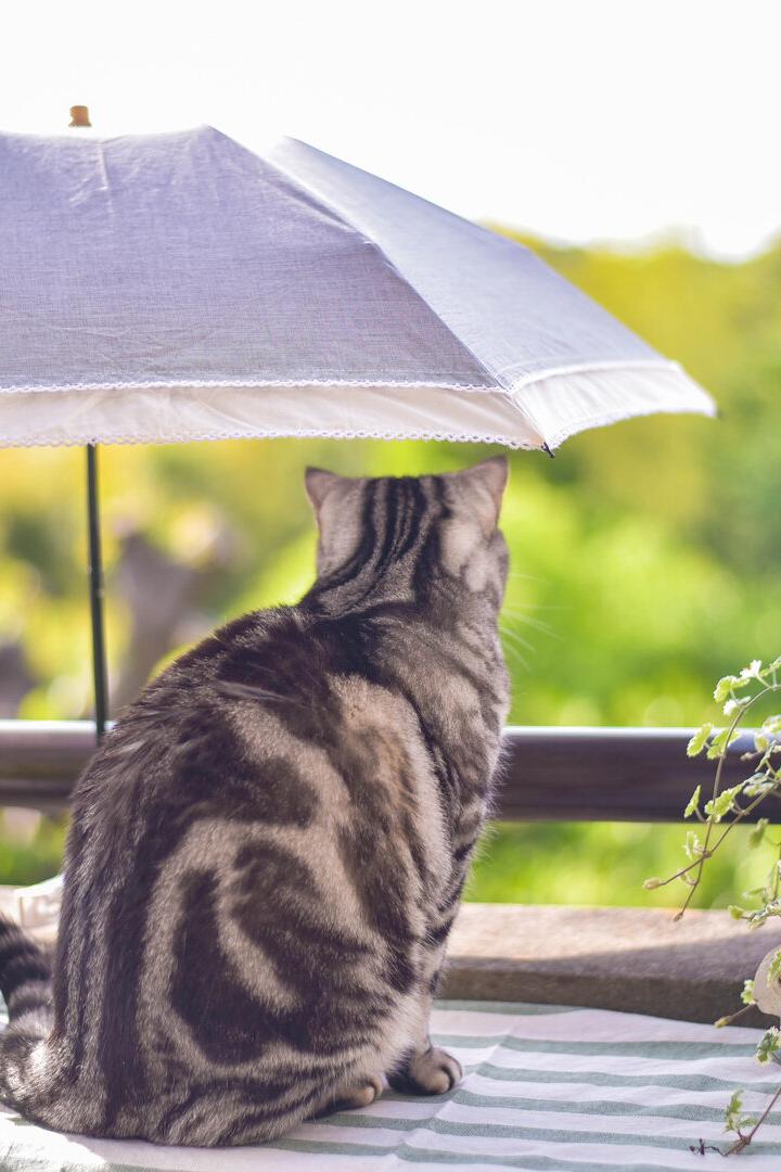 Eine Katze sitzt unter einem kleinen Sonnenschirm auf dem Balkon.