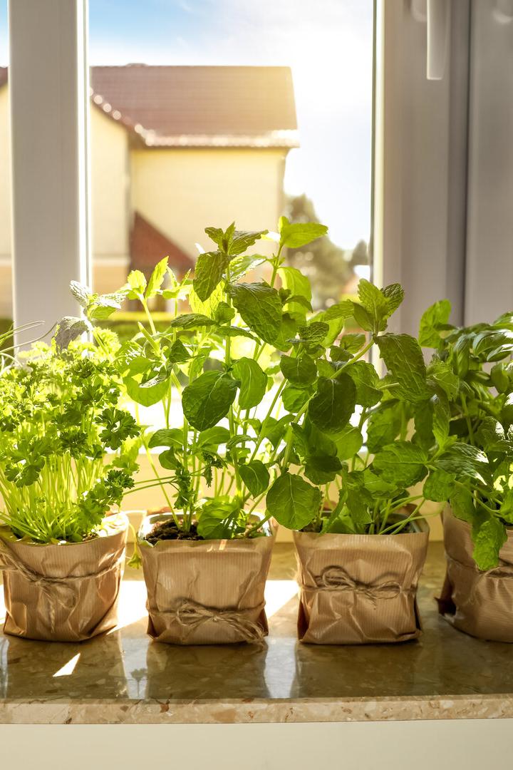 Verschiedene Kräuter wie Schnittlauch und Basilikum stehen in Töpfen auf einem Fensterbrett.
