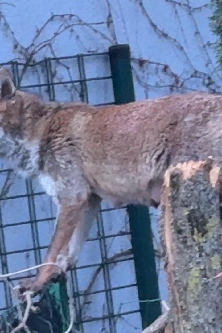 Ein Fuchs in einem Wiener Innenhof. 