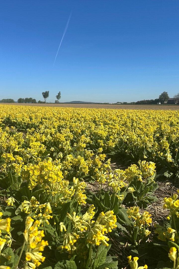 Ein großes Feld mit gelb blühenden Pflanzen unter klarem, blauem Himmel, im Hintergrund ein Bauernhaus.