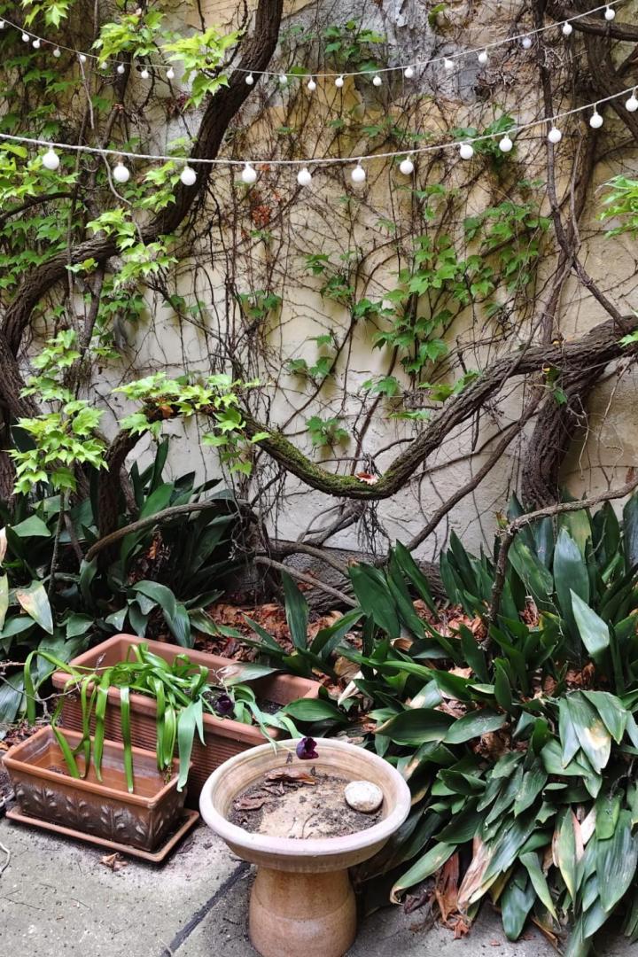 Alter Weinstock in einem Innenhof. 