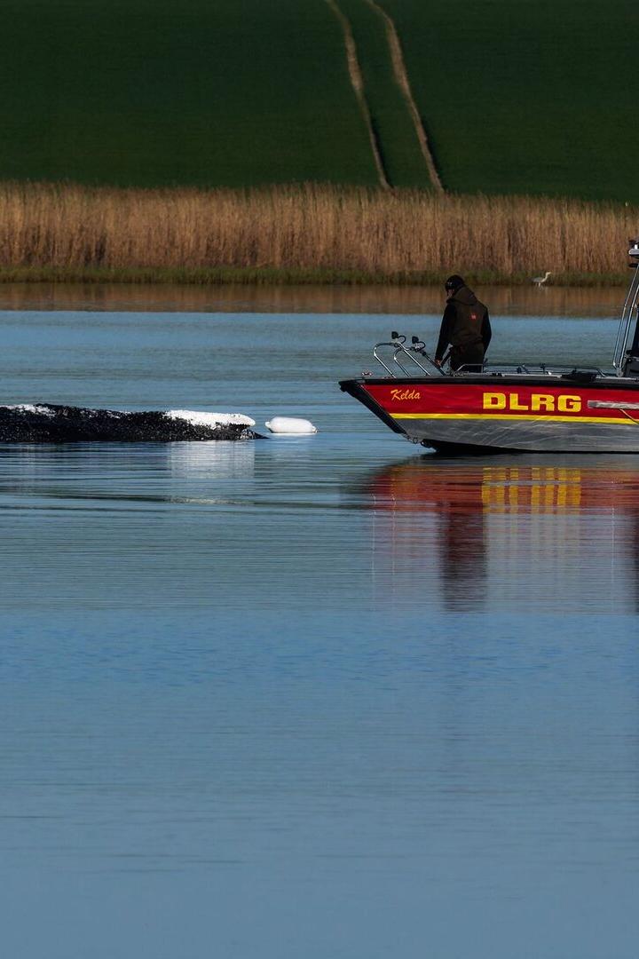 Weitere Entwicklung zum Buckelwal in der Ostsee