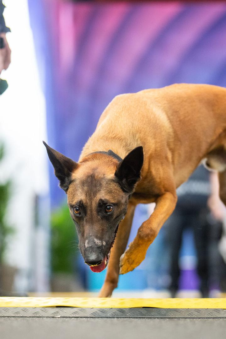 EUROVISION SONG CONTEST (ESC) 2026: INNENMINISTERIUM LOKALAUGENSCHEIN SZENARIO "LOCKDOWN"