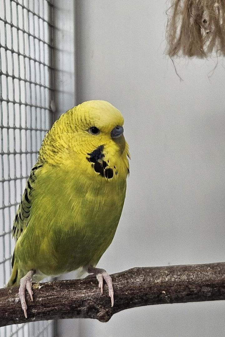 Ein gelb-grüner Wellensittich sitzt auf einem Ast neben einem Drahtgitter und etwas hängendem Sisal.
