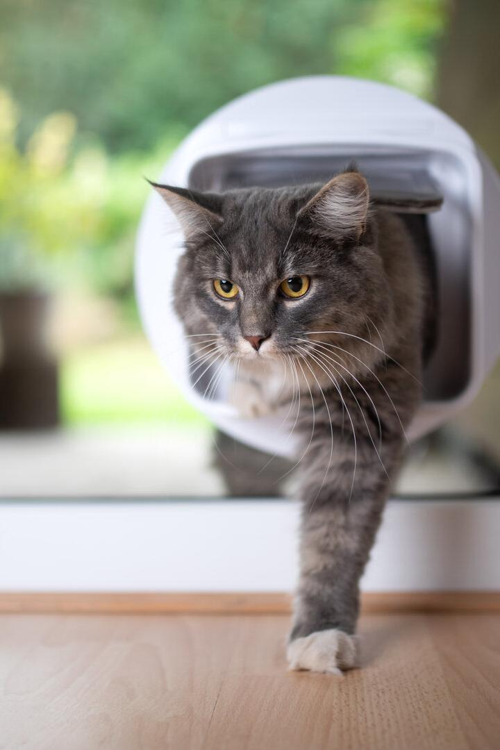 Eine graue Katze kommt durch die Katzenklappe ins Zimmer.