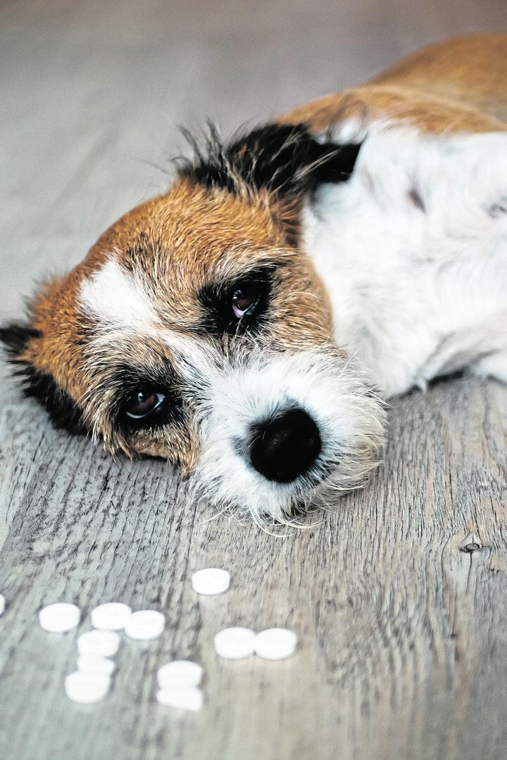 Ein kleiner Hund liegt schlapp am Boden, vor ihm sind Tabletten verstreut.